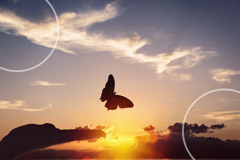 sunset butterfly release